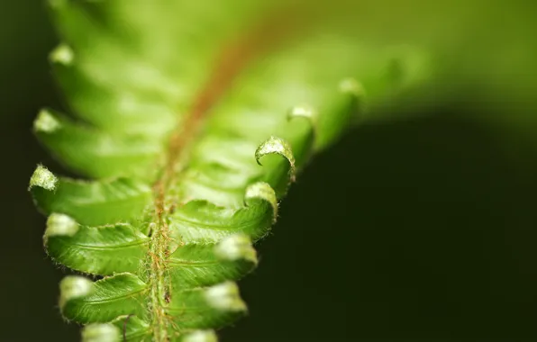 Picture leaves, plant, form, fern