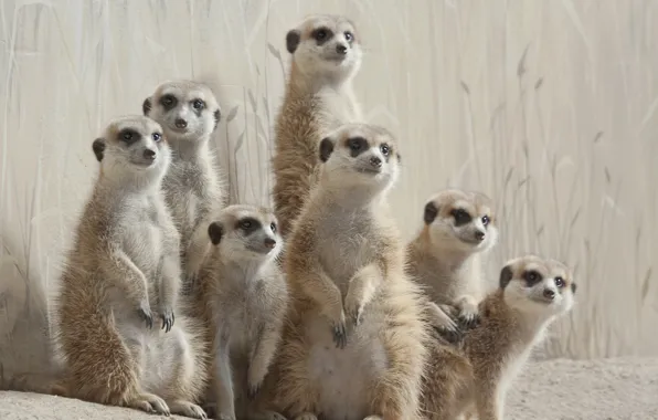 Picture meerkats, posing, family