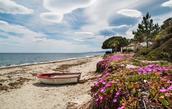 Picture sand, sea, the sky, clouds, trees, flowers, palm trees, shore, boat, France, horizon, Corsica, purslane