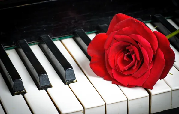 Picture rose, keys, Red, piano, red, Roses, Plan