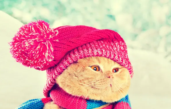 Picture cat, cat, hat, scarf