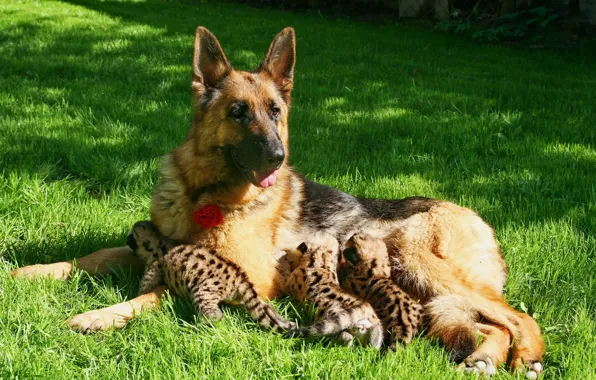 Picture dog, kittens, Puma, shepherd, motherhood, feeding, young Cougars
