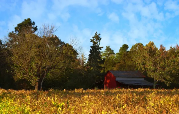 Picture autumn, forest, the sky, clouds, trees, house, glade, the barn