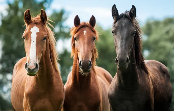 Picture horses, horse, trio