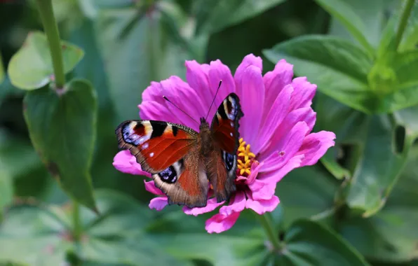 Picture flower, summer, macro, butterfly, peacock