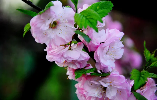 Picture flowers, tree, spring, pink, Ukraine, Kiev