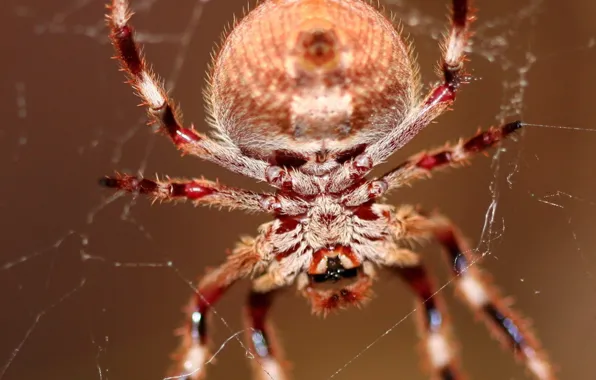 Picture web, spider, hairs