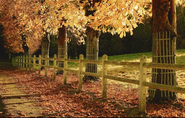 Picture autumn, Park, foliage, track, trees, park, Autumn, leaves, path, fall