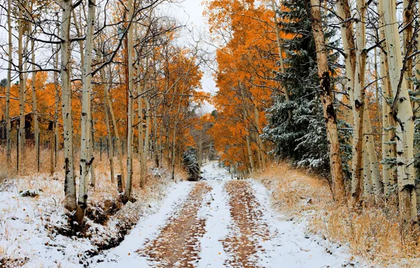 Picture road, autumn, snow, trees