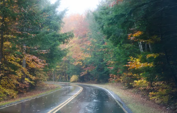 Picture road, autumn, forest, trees, fog, rain, forest, Nature, road, rain, trees, autumn, fog, fall