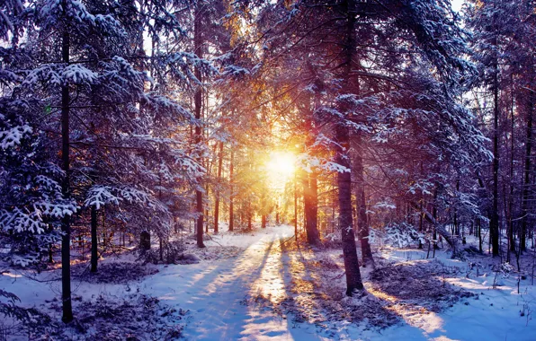 Picture winter, forest, the sun, rays, light, snow, nature