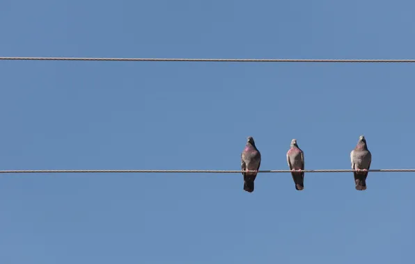 Picture the sky, birds, wire