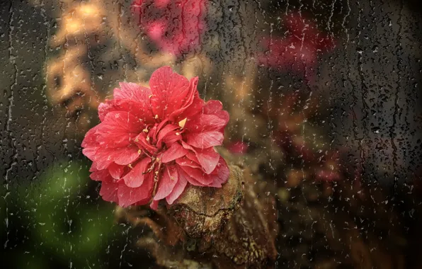 Picture flower, glass, drops