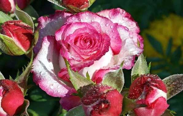Picture drops, macro, Rosa, rose, Bush, petals, Bud