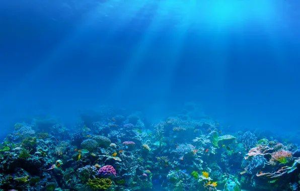 Picture sea, fish, the bottom, corals, underwater world, rays of light