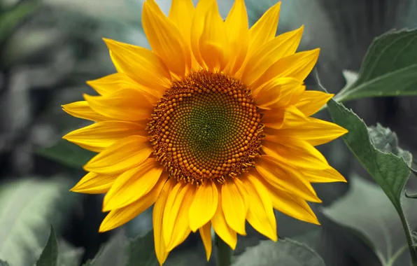 Picture macro, sunflowers, flowers, plant yellow