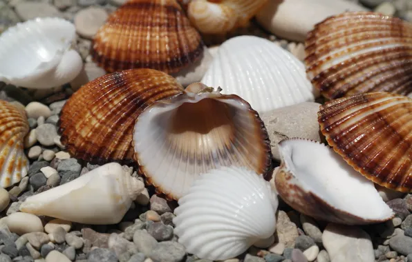 Picture sea, beach, macro, pebbles, shell, sea, shell