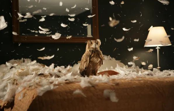 Picture room, owl, bird, furniture, interior, feathers