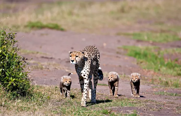 Picture CHEETAH, LOOK, GRASS, FAMILY, SPOT, WOOL, TRIO, FAMILY, PLAIN, KIDS, MOTHER