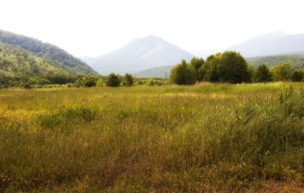 Picture field, grass, trees, mountains, meadow, Russia, forest, Kamchatka