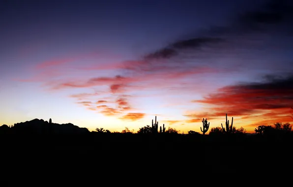 Picture sunset, AZ, cacti