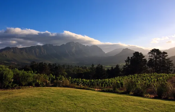Picture mountains, Africa, Vineyard