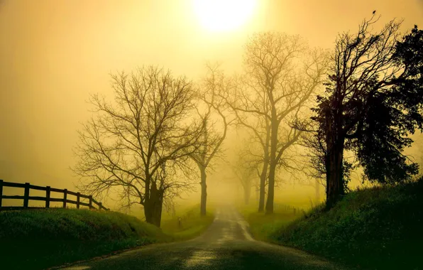 Picture trees, landscape, nature, fog, morning, haze