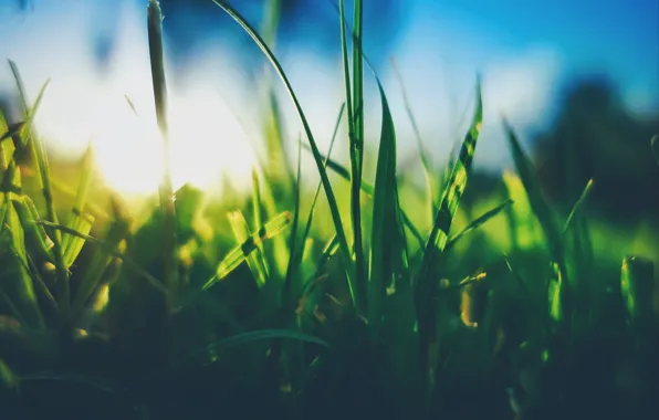 Picture The sun, The sky, Grass, Plant