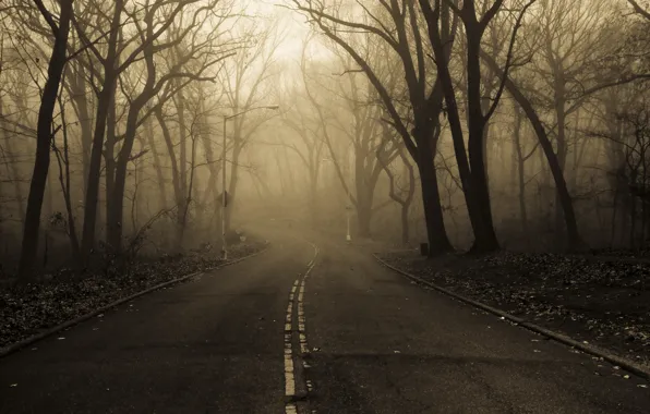 Picture road, autumn, nature, fog, Park, morning