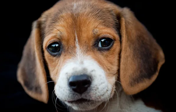 Picture portrait, dog, Beagle