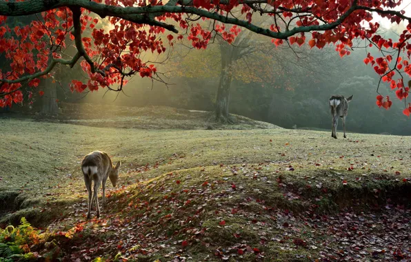 Picture light, nature, morning, Sika Deer