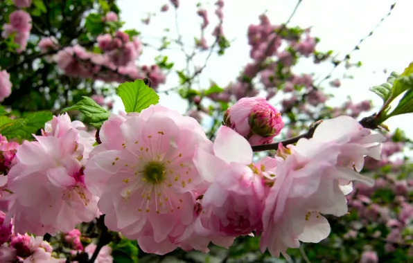 Picture pink, spring, Branch, blooms