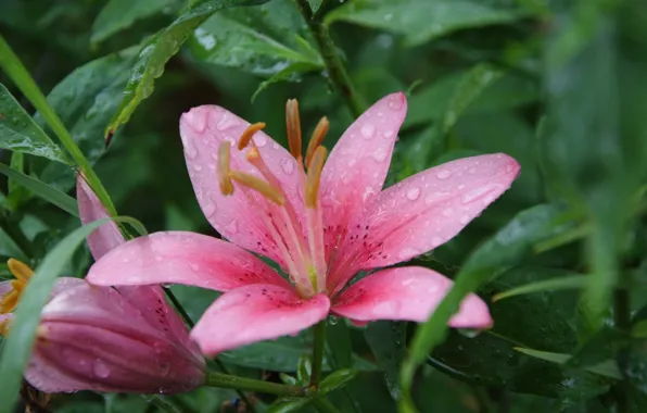 Picture drops, flowers, rain, Lily