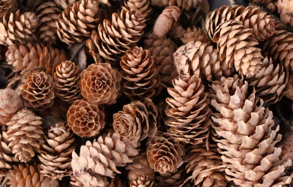 Picture macro, nature, Pine cones