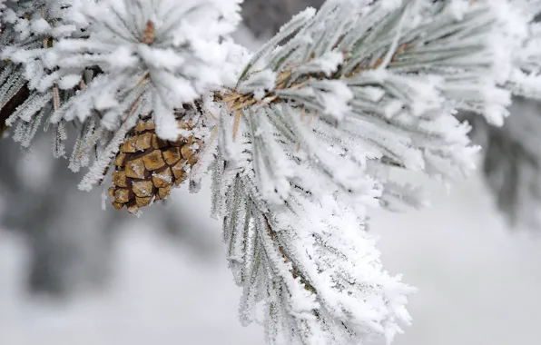 Picture winter, snow, branch, bump, pine