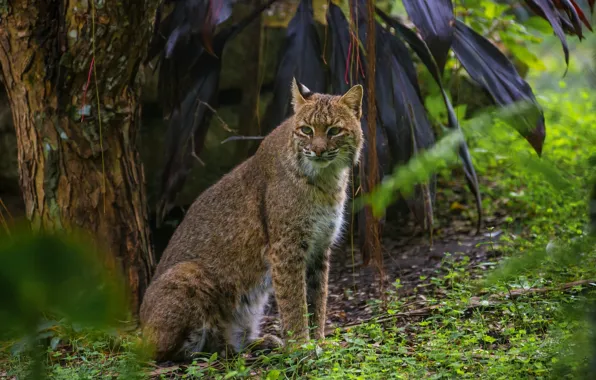 Picture predator, lynx, wild cat