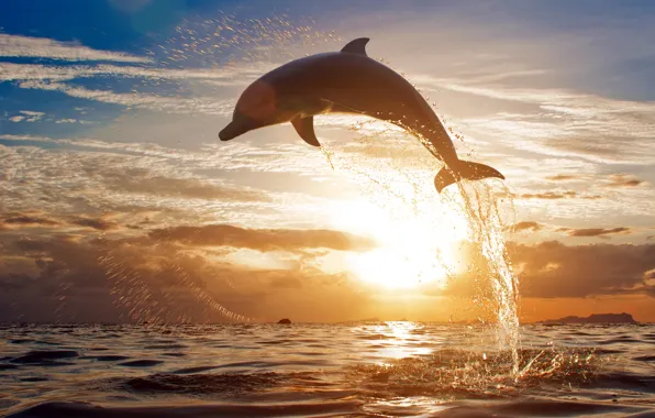 Picture sea, the sky, clouds, sunset, squirt, Dolphin