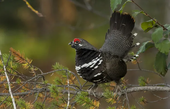 Picture branches, bird, Canadian spruce grouse