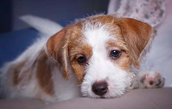 Picture portrait, muzzle, puppy, breed, the Sealyham Terrier