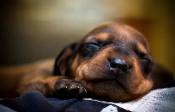 Picture face, sleep, dog, dog, sleeping, puppy