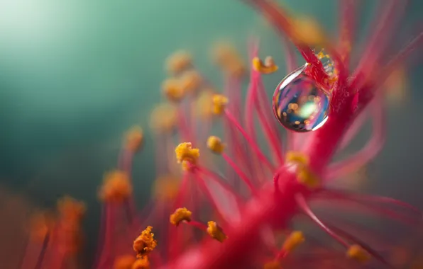 Picture flower, background, plant, drop, blur
