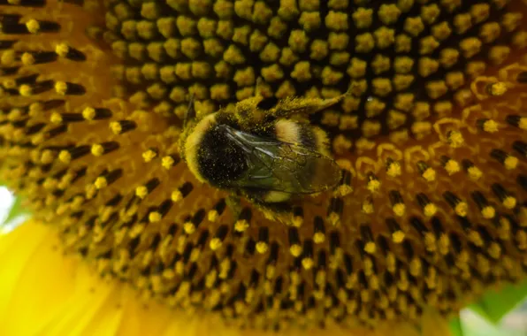 Picture sunflower, the evening, bumblebee