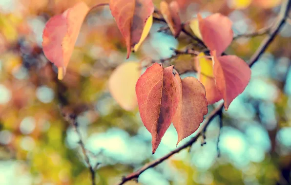 Picture autumn, leaves, macro, nature, nature