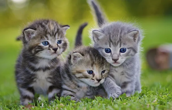 Picture animals, grass, lawn, kittens, grey