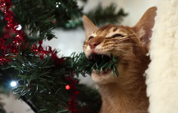 Picture cat, cat, new year, fur, tree, garland, nibbles