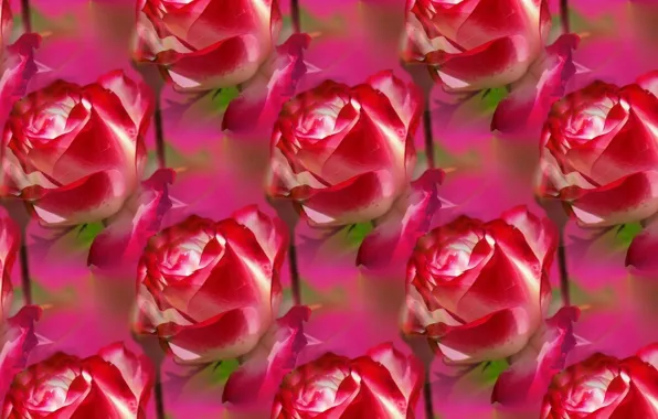 Picture flower, background, rose, texture