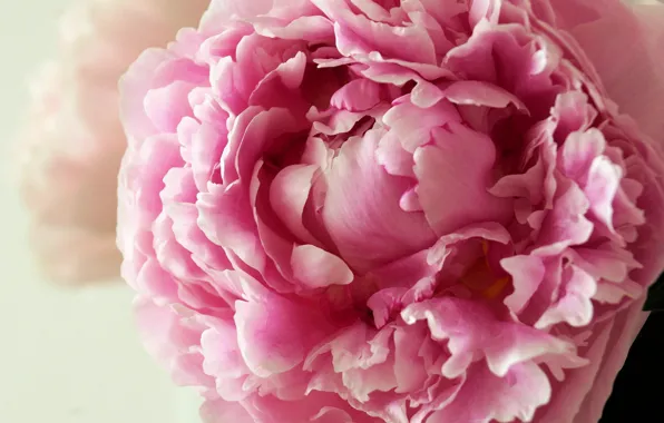 Picture flower, pink, tenderness, peony