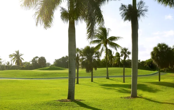 Picture greens, the sun, palm trees, lawn, Miami, USA