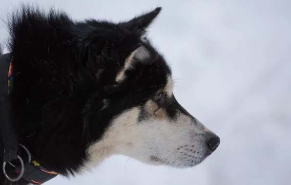 Picture white, snow, Dog, black, husky, Siberia