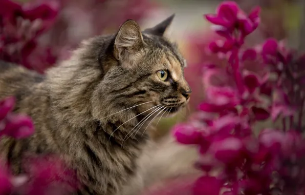 Picture cat, cat, flowers, nature
